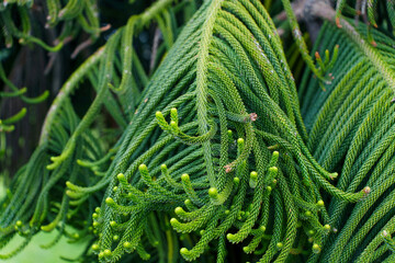 Close-Up View of Araucaria Plant Leaves Displaying Unique Structure