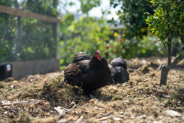 free range chicken farm with chook tractors on a regenerative agricultural australian farm in spring with poultry on grass