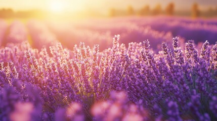 Naklejka premium Lavender field at sunset with golden light.