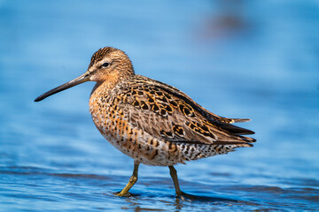 Long-billed Dowitcher (Limnodromus scolopaceus)..Bottle Beach State Park, Washington.
