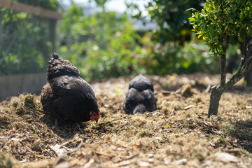 free range chicken farm with chook tractors on a regenerative agricultural australian farm in spring with poultry on grass