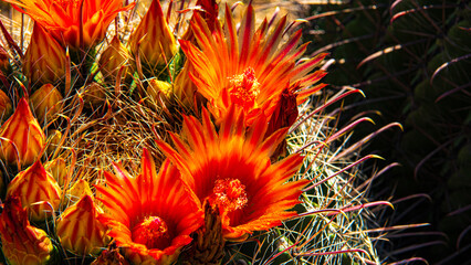 Kaktuswald und Blüte im Saguaro Nationalpark