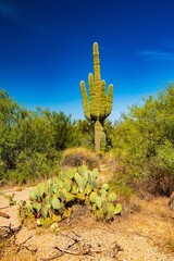 Kaktuswald und Blüte im Saguaro Nationalpark