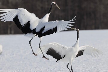 dancing Japanese Cranes on the snowfield in Hokkaido, Japan