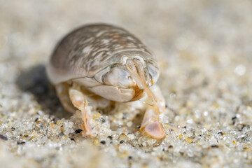 Emerita analoga, the Pacific sand crab, Pacific mole crab or coldwater mole crab, is a species of small, sand-burrowing decapod crustacean. La Jolla Tide Pools, San Diego, California