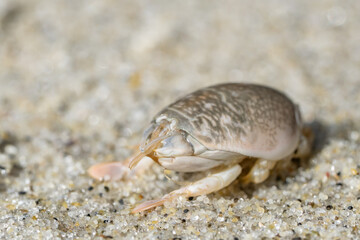 Emerita analoga, the Pacific sand crab, Pacific mole crab or coldwater mole crab, is a species of small, sand-burrowing decapod crustacean. La Jolla Tide Pools, San Diego, California