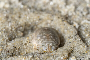 Emerita analoga, the Pacific sand crab, Pacific mole crab or coldwater mole crab, is a species of small, sand-burrowing decapod crustacean. La Jolla Tide Pools, San Diego, California