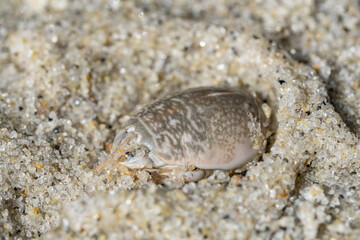 Emerita analoga, the Pacific sand crab, Pacific mole crab or coldwater mole crab, is a species of small, sand-burrowing decapod crustacean. La Jolla Tide Pools, San Diego, California