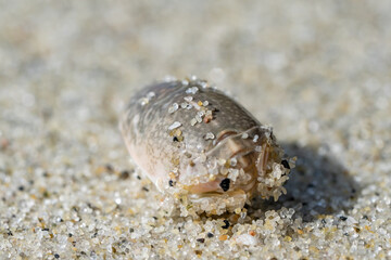 Emerita analoga, the Pacific sand crab, Pacific mole crab or coldwater mole crab, is a species of small, sand-burrowing decapod crustacean. La Jolla Tide Pools, San Diego, California