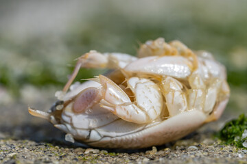 Emerita analoga, the Pacific sand crab, Pacific mole crab or coldwater mole crab, is a species of small, sand-burrowing decapod crustacean. La Jolla Tide Pools, San Diego, California