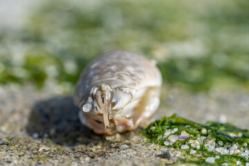 Emerita analoga, the Pacific sand crab, Pacific mole crab or coldwater mole crab, is a species of small, sand-burrowing decapod crustacean. La Jolla Tide Pools, San Diego, California