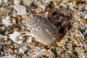 Emerita analoga, the Pacific sand crab, Pacific mole crab or coldwater mole crab, is a species of small, sand-burrowing decapod crustacean. La Jolla Tide Pools, San Diego, California