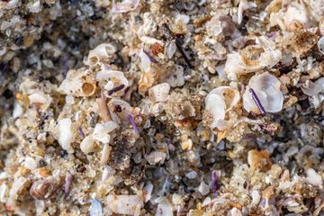 Detail of sand on the beach，La Jolla Tide Pools, San Diego, California


