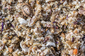 Detail of sand on the beach，La Jolla Tide Pools, San Diego, California

