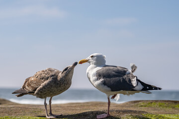 The western gull (Larus occidentalis) is a large white-headed gull that lives on the west coast of North America and the Pacific Ocean. La Jolla Tide Pools, San Diego, California