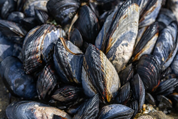The California mussel (Mytilus californianus) is a large edible mussel, a marine bivalve mollusk in the family Mytilidae. La Jolla Tide Pools, San Diego, California
