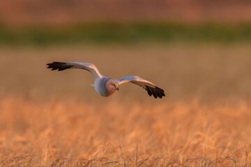 冬枯れの麦畑をバックに朝日を浴びながら悠然と飛ぶハイイロチュウヒ オス