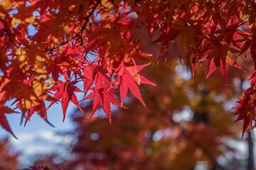 木漏れ日浴びて輝く真っ赤なモミジの紅葉情景