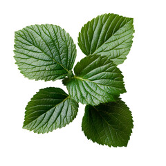 A close-up view of vibrant green blackberry leaves with a detailed texture and natural veins