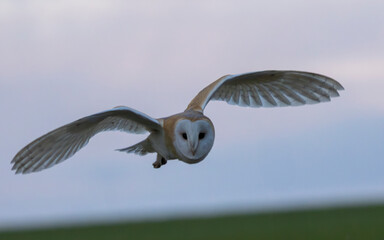 Barn owl in flight. British wild bird at dusk on the Marlborough Downs.