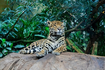 Fototapeta premium jaguar in the zoo