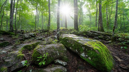 Sunlit Forest Path, Mossy Rocks