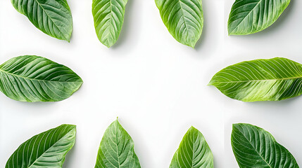 Frame Of Vibrant Green Leaves On A Clean White Background Arranged In A Circular Pattern With Copy Space Ideal For Nature Or Wellness Concepts