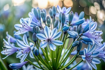 Obraz premium Blue African Lily Flowers in Low Light, Dramatic Night Bloom