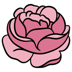 Pink Rose