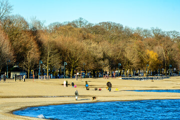 Dogs and people out walking in the sun on Kew Beach in Toronto shot in March room for text