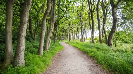 Fototapeta premium Winding path, green forest, summer, nature