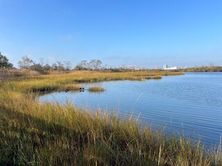 Serene lake with blue sky and green grass