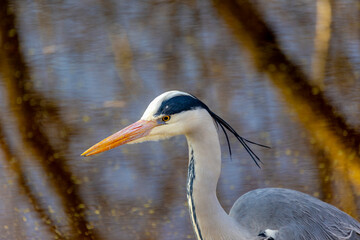 Selective focus of a head of Gray heron, A bird standing on canal or ditch shore  in its natural habitat, Ardea cinerea is a long-legged predatory wading bird of the heron family, Living out naturally