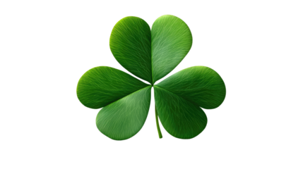 Lucky Shamrock: Close-up shot of a vibrant green shamrock, a symbol of good fortune and luck, perfect for St. Patrick's Day.