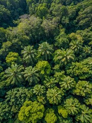 Fototapeta premium Aerial view of a healthy tropical forest.