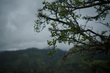 fog forest at high altitude