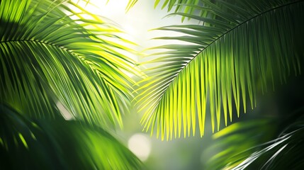 Lush Green Palm Fronds Filter Sunlight in a Tropical Setting During the Early Afternoon Hours