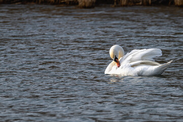 Mute swan preening as it swims in a lake.