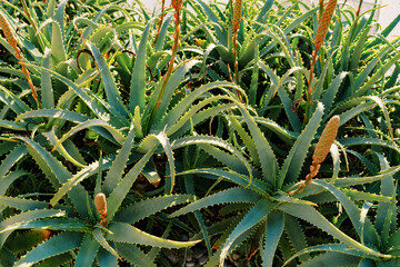 Blooming flower bed with green aloe