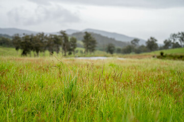 farming meadow landscape on a farm in australia