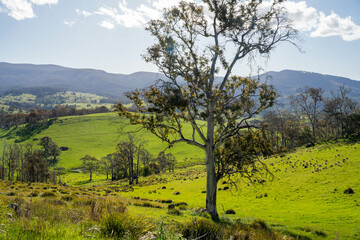 farming meadow landscape on a farm in australia