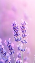 Naklejka premium Lavender Dreams: Lavender sprigs gracefully capture the soft, diffused glow, as a symbol of calm and elegance.