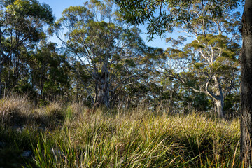 farming meadow landscape on a farm in australia