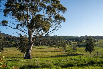 farming meadow landscape on a farm in australia