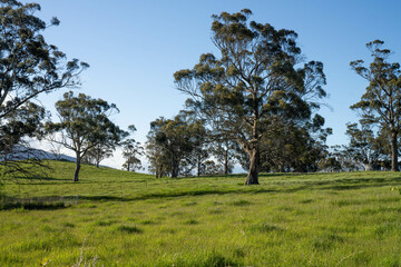 Obraz premium farming meadow landscape on a farm in australia