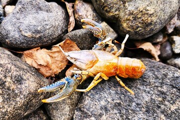 krab  on a rock © Lesya