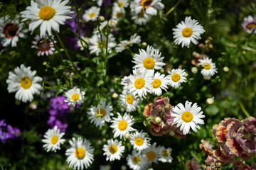 daisy flowers in a garden in australia