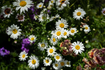 daisy flowers in a garden in australia