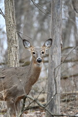 Deers