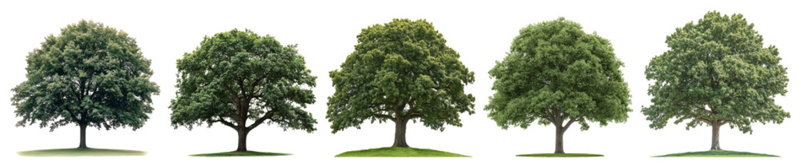 Obraz premium A Series of Trees Showing Seasonal Change in Lush Green Foliage, PNG bundle collection, Isolated on Transparent Background